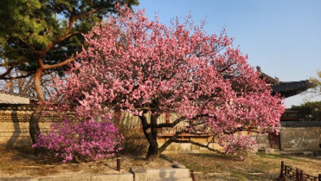 창덕궁2.jpg