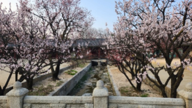 창경궁1.jpg